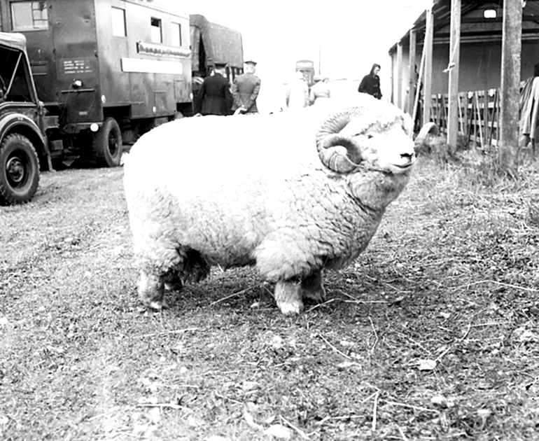 A black and white photograph of a ram facing right, as featured in the viral absolute unit tweet.