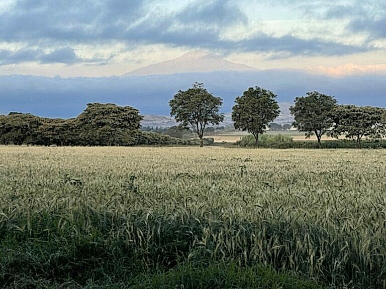 View of Mount Meru from Simba Farm, with hazy cloud-covered mountain in the distance, hills, trees, and an arable field in the foreground.