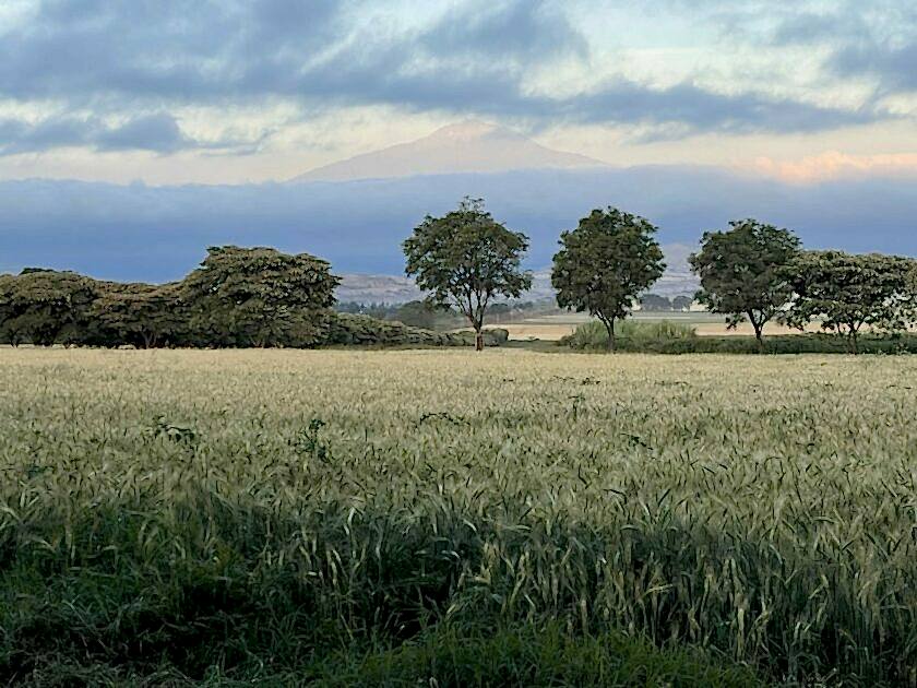 View of Mount Meru from Simba Farm, with hazy cloud-covered mountain in the distance, hills, trees, and an arable field in the foreground.