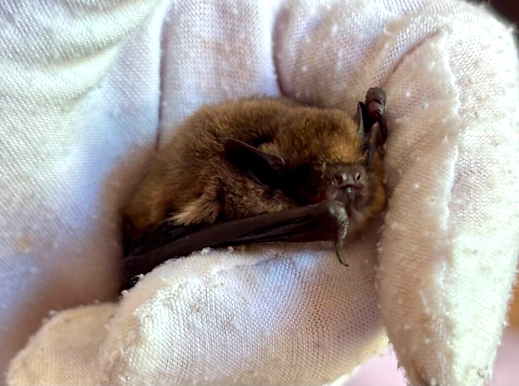 Merle the bat, sleeping in a glove